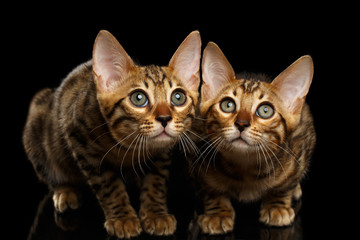 Two Bengal Kitty Looking in Camera on Black