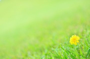 Fototapeta premium 草原に咲くタンポポ