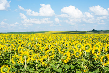 sunflower field