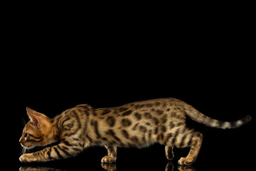 Crouching Bengal Kitty on Black 