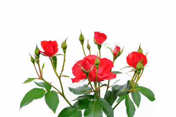 ラセビリアーナと言う名の薔薇