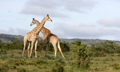 Naklejka na ściany i meble Two male giraffe neck fighting in this scenic nature image.