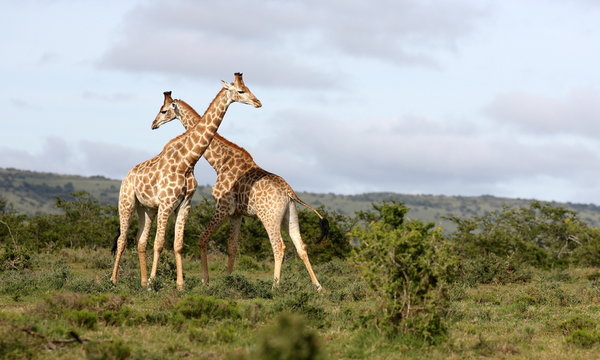 Two male giraffe neck fighting in this scenic nature image.