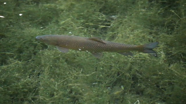TRUCHA EN LIBERTAD
Trucha en su h&aacute;bitat en una laguna, c&aacute;mara en mano, seguimiento 