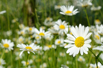Beautiful daisy close-up on a sunny day in the meadow  (peace, h
