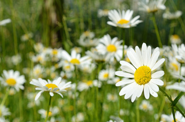 Fototapeta premium Beautiful daisy close-up on a sunny day in the meadow (peace, h