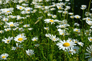 Chamomile flowers in a sunny Meadow (peace, health, magic - conc
