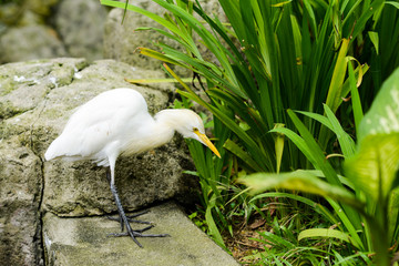 White heron in nature park