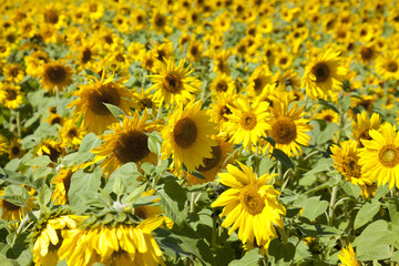 sunflower field