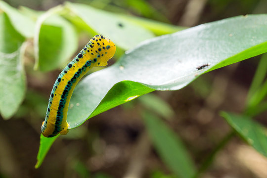 Dysphania sagana larva standing on the leaf