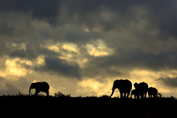 Fototapeta na wymiar A herd of elephant against a perfect South African sunset sky.