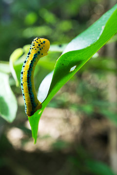 Dysphania sagana larva standing on the leaf  shallow depth of field