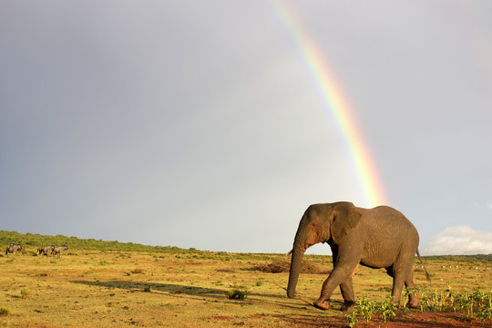 An African elephant crosses an open field with a rainbow and some wildebeest antelope in the background. South Africa