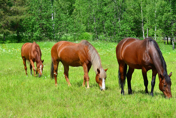 Three horses on meadow