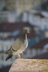 Pidgeon on a Rooftop