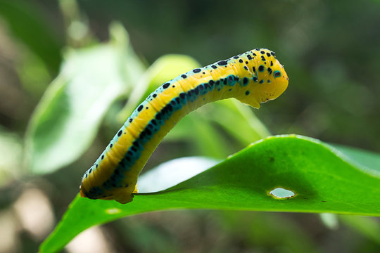 Dysphania sagana larva standing on the leaf shallow depth of field