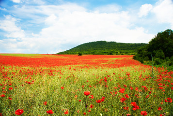 Landscape of poppies field of red flowers in Bulgaria