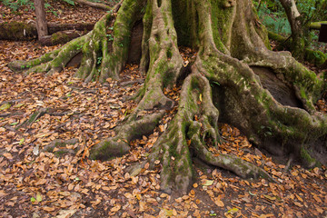 Tropical tree roots.
