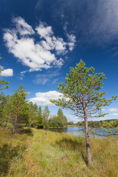 Small pine tree near lake