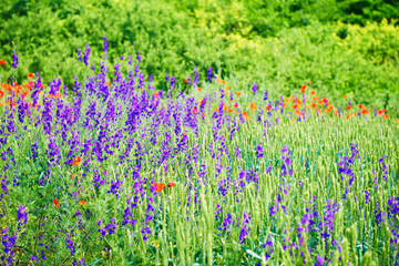 Naklejka premium Landscape Spring field of purple flowers