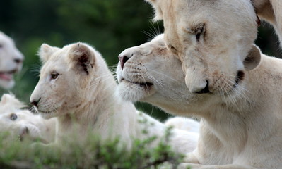 A free roaming wild white lion pride in south Africa. Female, male and cubs. - Powered by Adobe