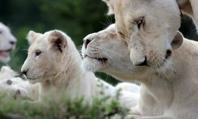 Photo sur Plexiglas Lion A free roaming wild white lion pride in south Africa. Female, male and cubs.