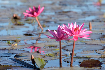 Sea of pink lotus,Nong Han, Udon Thani, Thailand (unseen in Thai