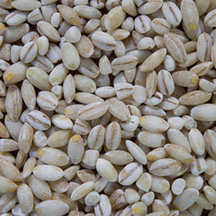 wheat, rye grain and brown and wild rice.