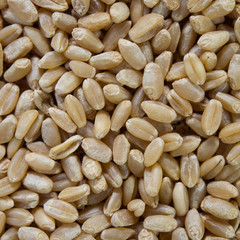 wheat, rye grain and brown and wild rice.