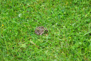 Frog on grass