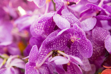 Obraz na płótnie Canvas beautiful orchid flowers