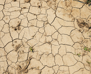 Background of dry ground