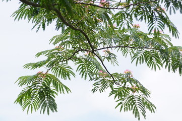 Fototapeta premium ネムノキ