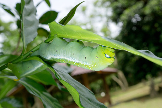 caterpillar
