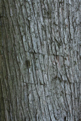 Obraz premium tree surface