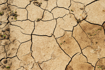 Background of dry ground