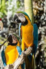 Macaws