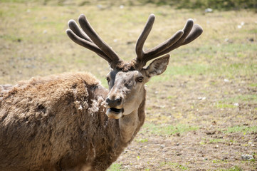 Young male red deer in spring time with winter coat of hair