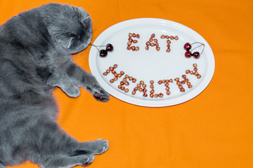 Cat Scottish Fold and plate with words Eat Healthy made of cherr