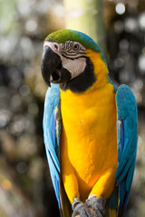 Macaws