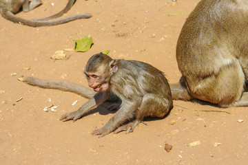 Group of monkeys.