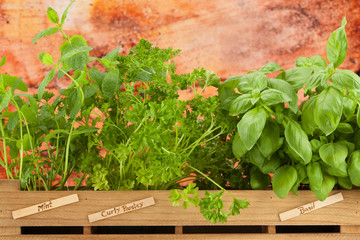 Windowsill planter with labeled herbs
