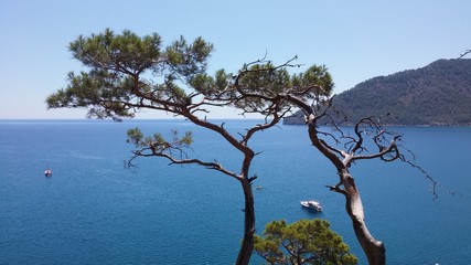 Pines trees at the laguna background