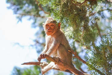 Obraz premium Monkey on the tree