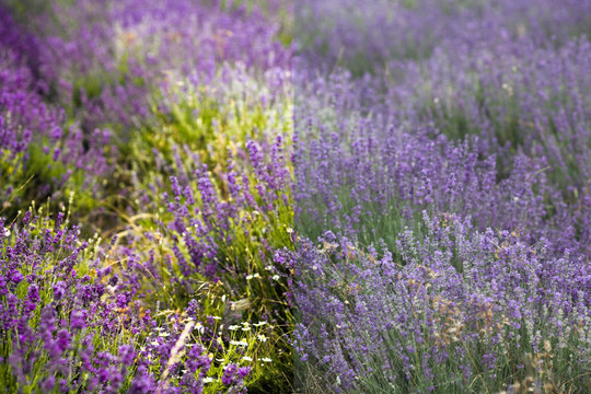 lavender field before and after the image editing process