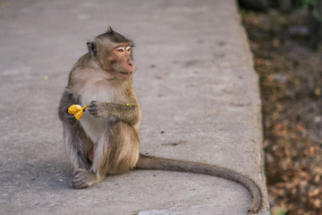 Fototapeta premium Monkey eats banana.