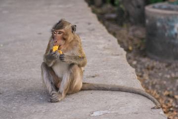 Monkey eats banana.