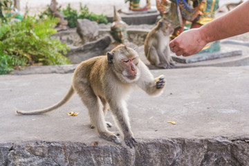 Monkey eats banana.