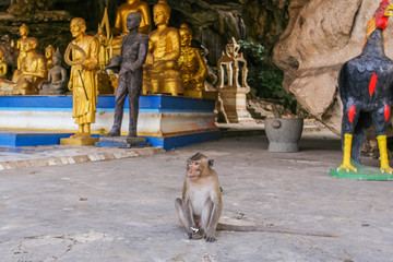 Monkey seats on the statue
