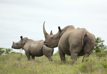 A close up of a female rhino / rhinoceros and her calf. Showing off her beautiful horn. Protecting her calf. South Africa